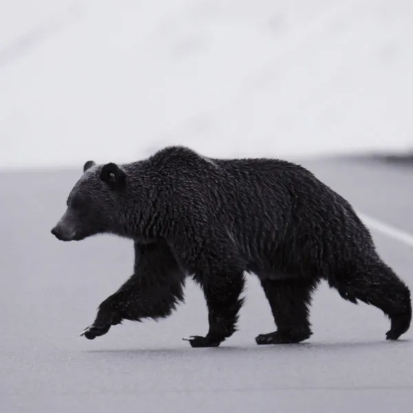 Product Image 2 for Grizzly Bear from Four Hands