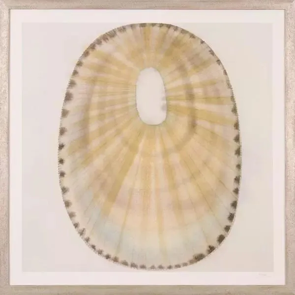 Product Image 1 for Shell I Art from Shadow Catchers