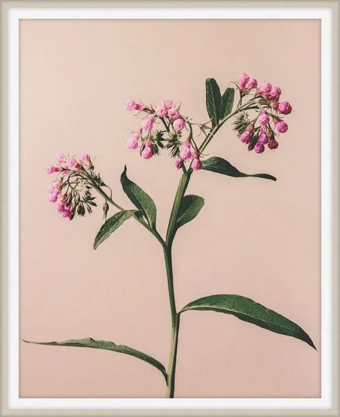 Product Image 1 for Flowers of Adornment 5 from Level 57 Art Studio