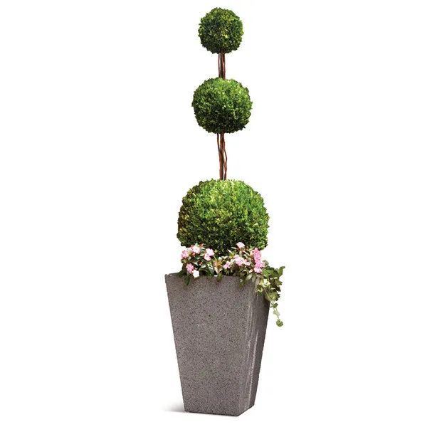 Product Image 1 for Boxwood Triple Ball Topiary In Grower's Pot 96" from Napa Home And Garden
