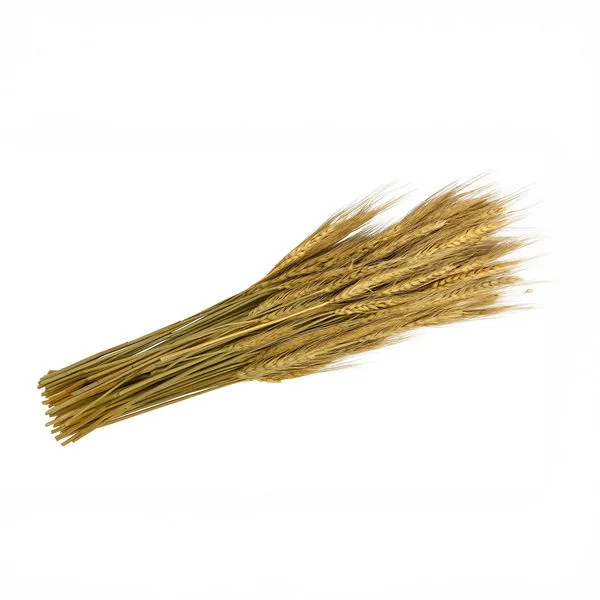 Product Image 1 for Long Natural Dried Everlasting Plants Bunch from BIDKHome