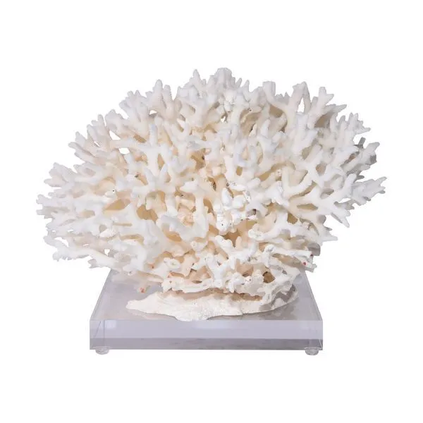 Product Image 1 for Birdsnest Coral 10 from Legend of Asia