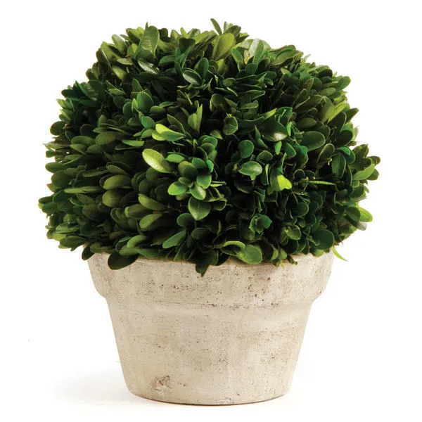 Product Image 1 for Boxwood Ball In Pot from Napa Home And Garden