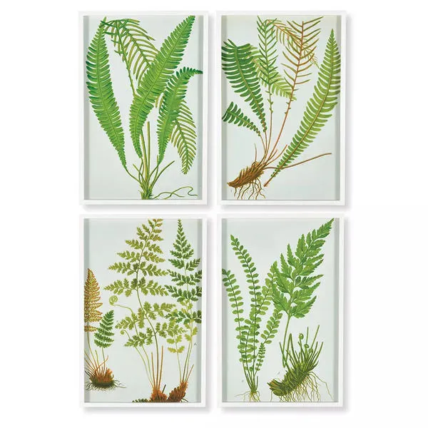 Product Image 1 for Fern Botanical Study, Set Of 4 from Napa Home And Garden